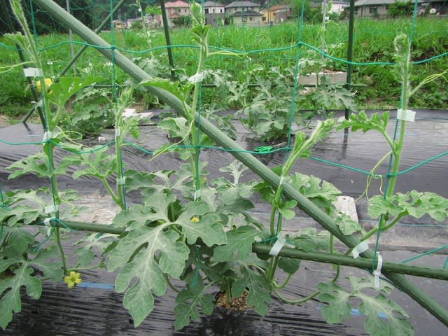 小玉スイカ 空中栽培 の摘芯 整枝 大好き 野菜の時間