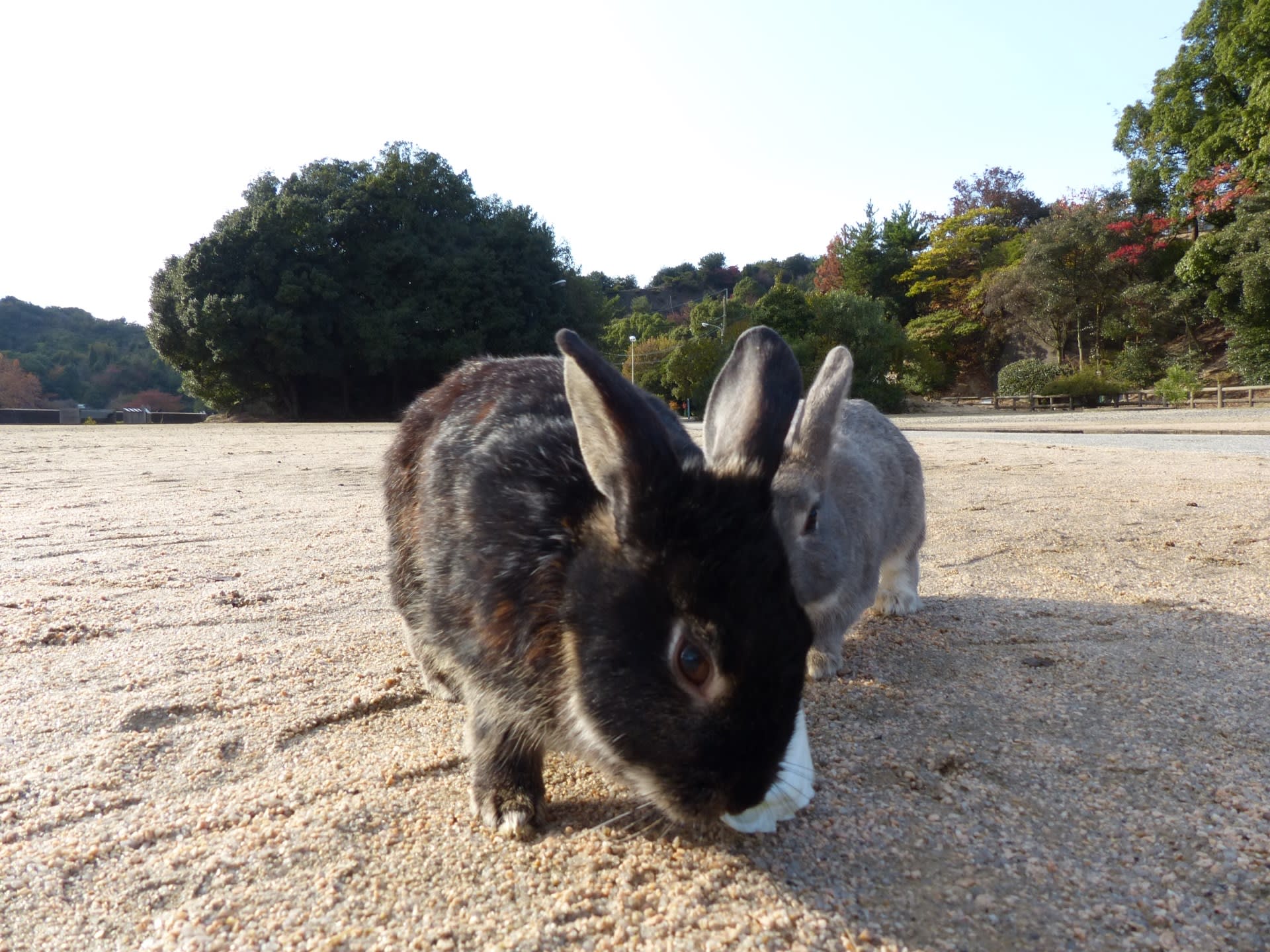 エサを食べるウサギ06