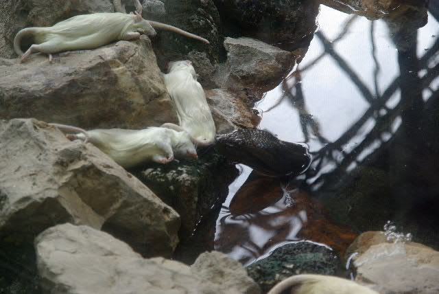 円山動物園で待ち伏せ アナコンダ くうの写真蔵