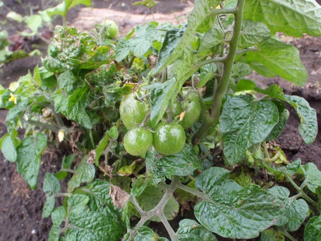 驚きのミニトマト棚 いつまで収穫できるのか 来年は 棚にミニトマトとゴーヤを育てます 私 Mori の畑日記