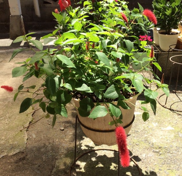 キャットテールの花の成長 猫とお花が大好きな お笑い系のクリスチャン キャットテールの花の成長 猫とお花が大好きな お笑い系のクリスチャン