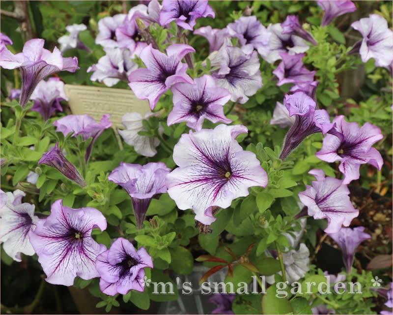 ペチュニアは私の癒しです M S Small Garden Milky Mamaの小さな庭 ペチュニアは私の癒しです M S Small Garden Milky Mamaの小さな庭