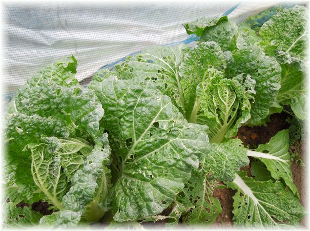 食べ切り大臣 2012年12月15日