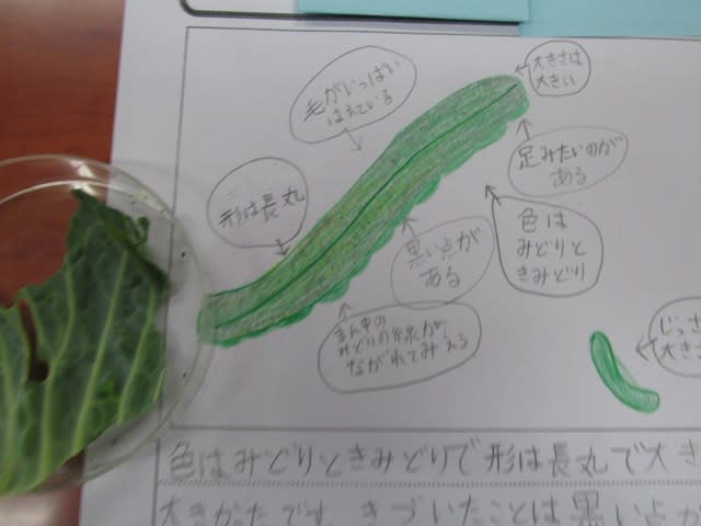 チョウを育てよう 3年 理科 板四小の日々