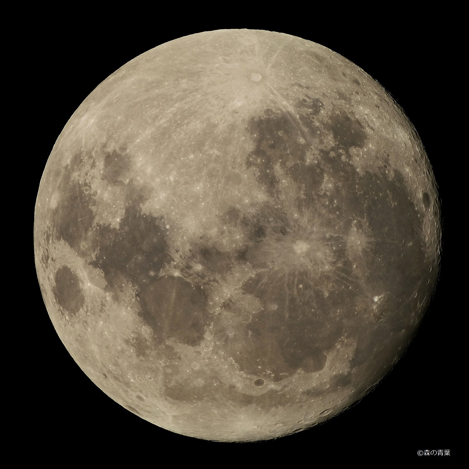 11月12日は満月 森の青葉 Borgで身近な野鳥撮影ブログ