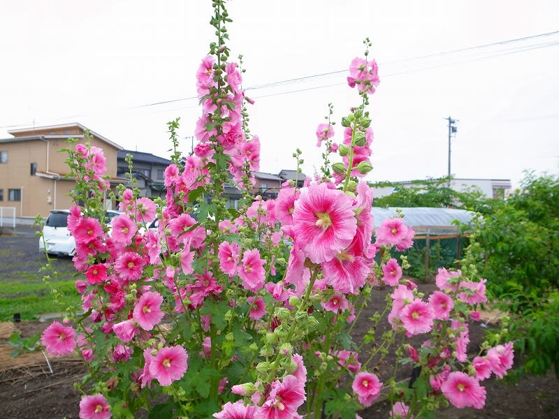 6月に咲く花はアジサイだけじゃない タチアオイ 毎日更新 日刊 安頓写真ブログ