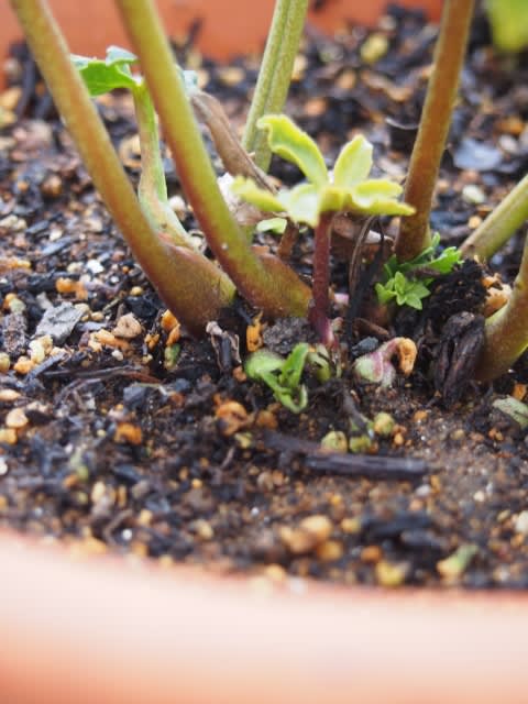 クリスマスローズ鉢増し Olive Gardening過去ログ倉庫 クリスマスローズ鉢増し Olive Gardening過去ログ倉庫
