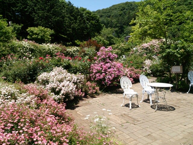 バラの庭園巡り 埼玉 毛呂山町 滝ノ入ローズガーデン アニバーサリーanniversaryの花たち