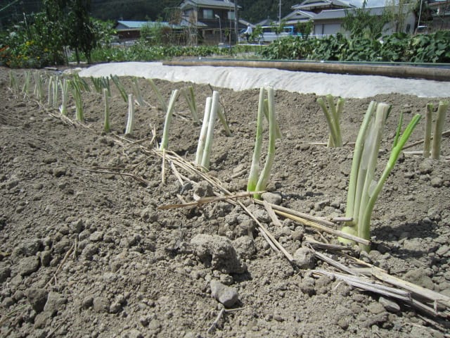 九条ネギを定植しました 干しネギ栽培 大好き 野菜の時間