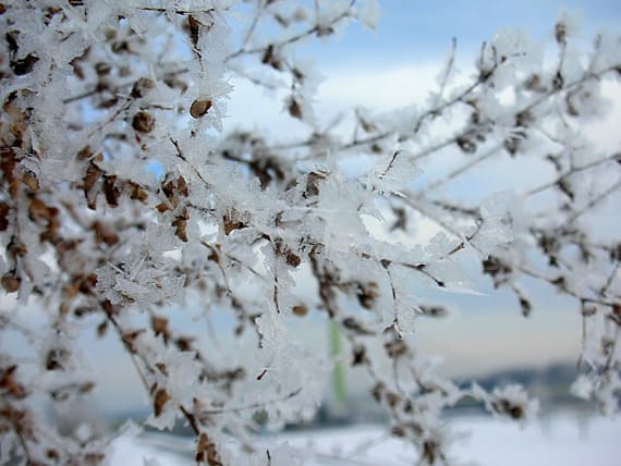 枯れ草霧氷