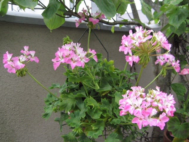 ゼラニューム