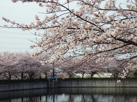泉の森ホールの桜 泉佐野市 Gooな話し 泉の森ホールの桜 泉佐野市 Gooな話し