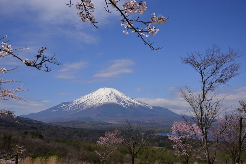 パノラマ台からの桜と富士山 山中湖村 気まぐれフォトダイアリー
