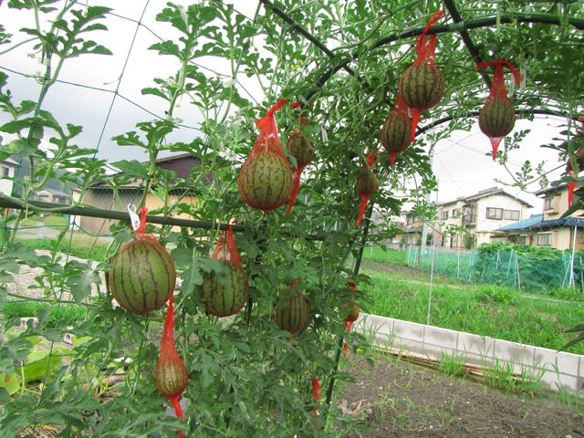 小玉スイカ 空中栽培 現在１８個 大好き 野菜の時間