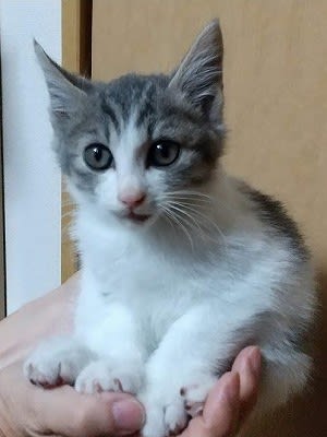 サバ白のボクちゃん ブーヤンと猫の王国