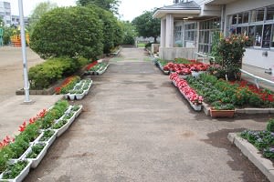 花壇の花が咲いています 国田小中学校のブログへようこそ