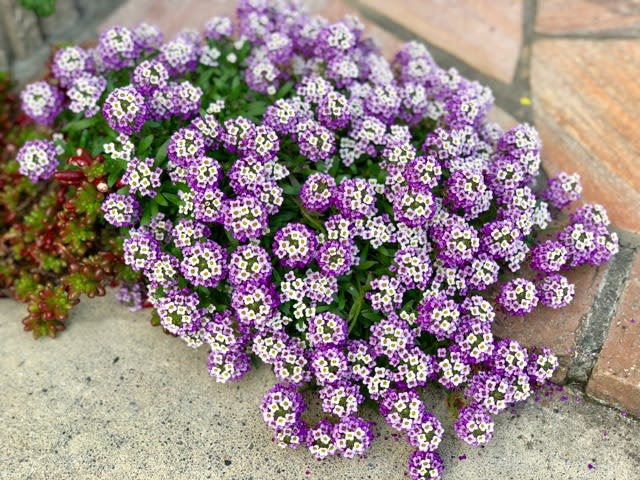 青 紫の花vs白い花 雑木と宿根草とクレマチスの小さな庭づくり