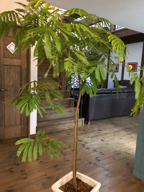 我が家の観葉植物事情 今日のホッ 我が家の観葉植物事情 今日のホッ