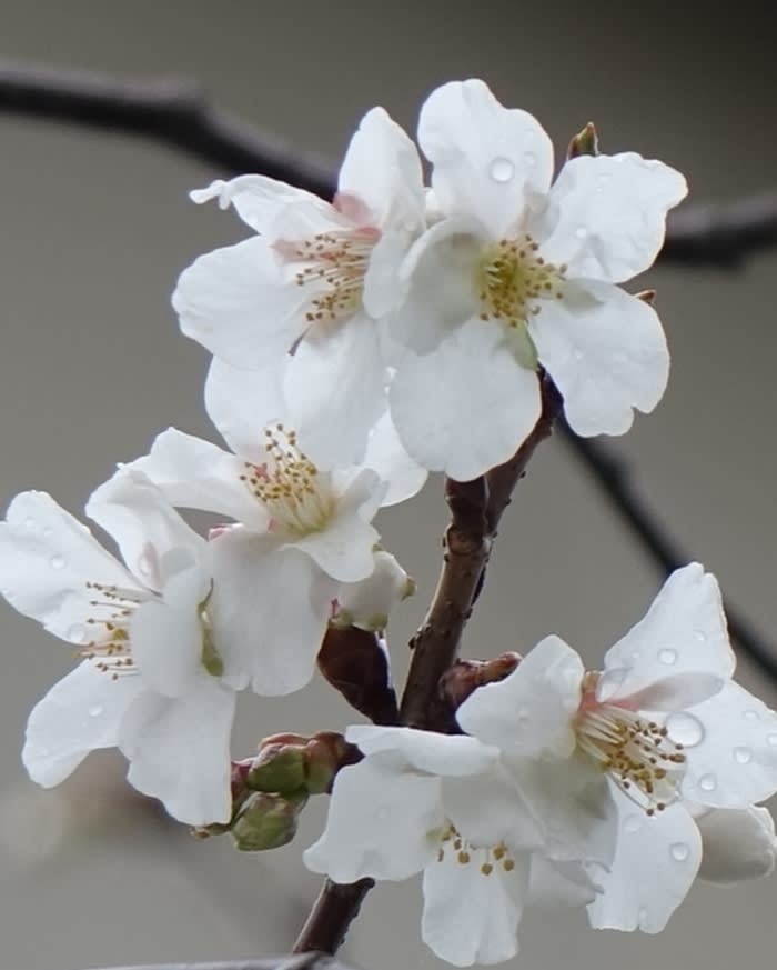 白い花の早咲きの桜 都内散歩 散歩と写真