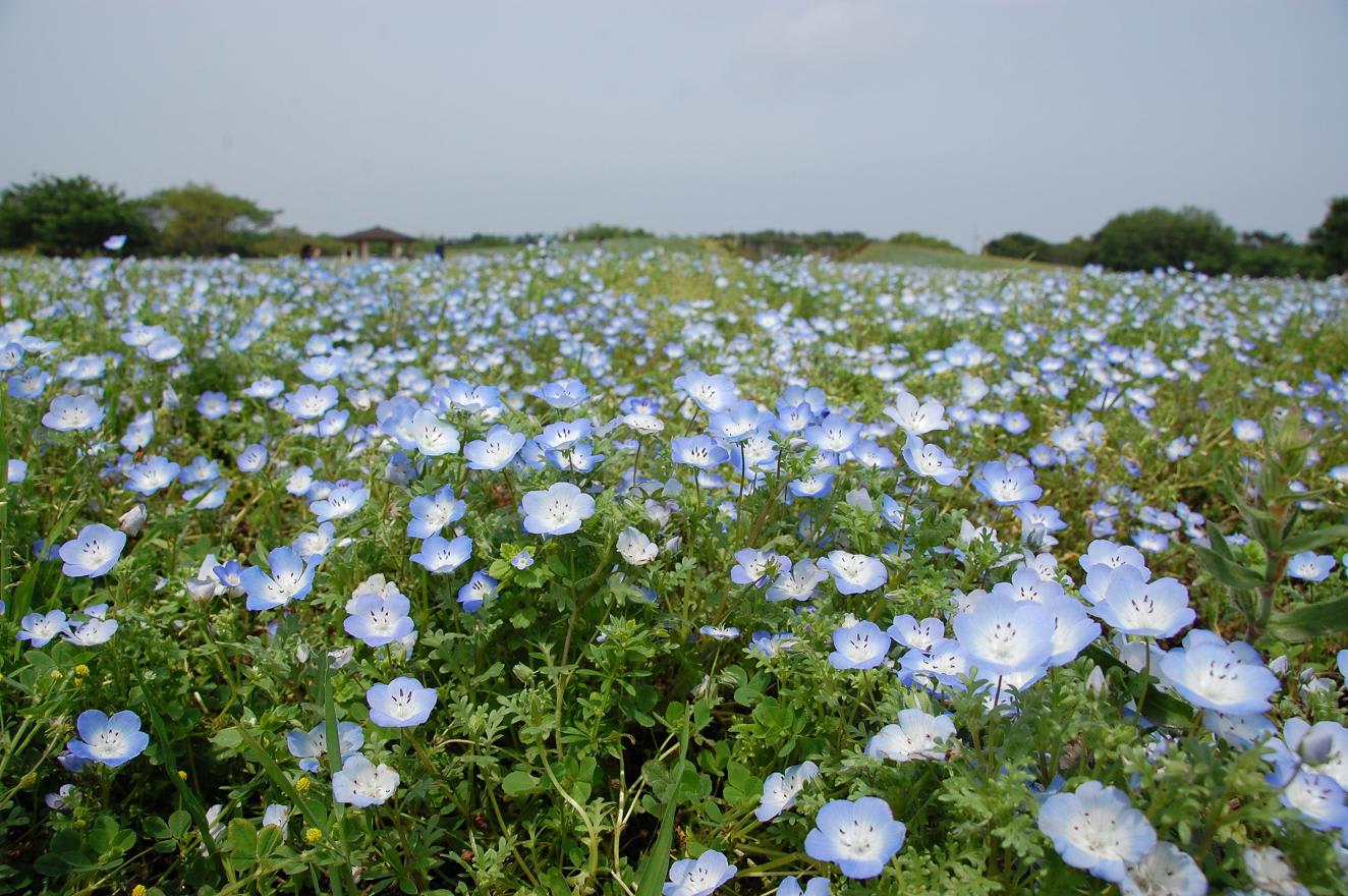 ネモフィラに季節の花咲く 福岡 海の中道海浜公園 日常