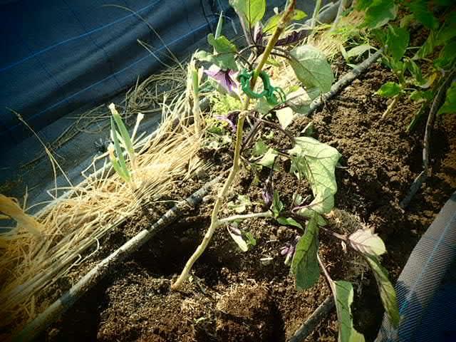 去年の茄子挿し木苗を植えてみた 畑 野菜の記録