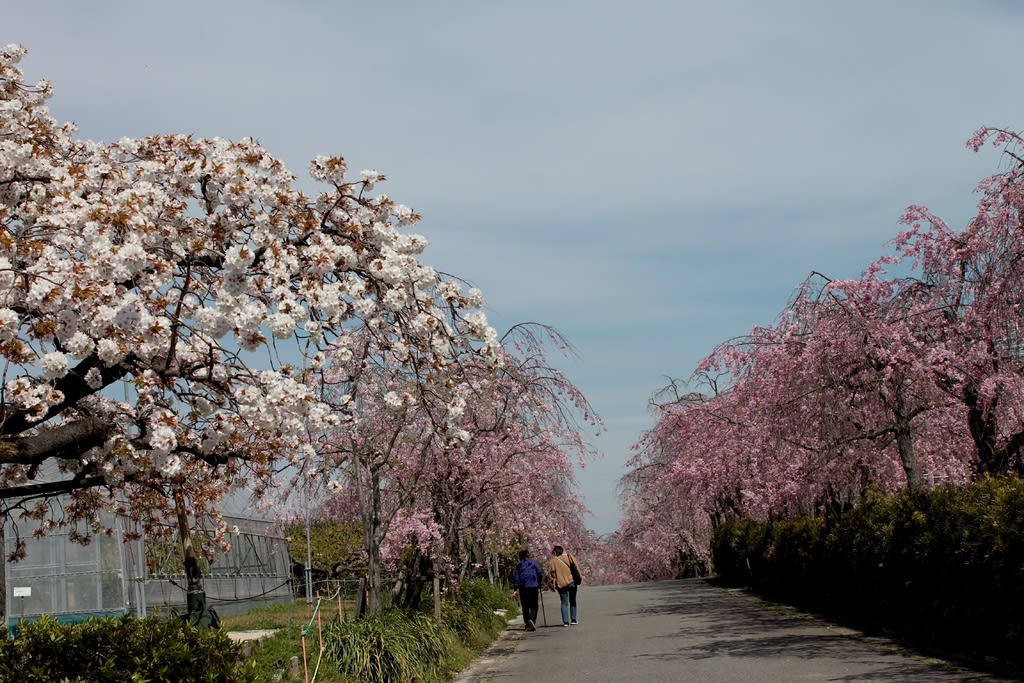 フルーツパークの枝垂れ桜とネモフィラなどの花 自然を求めて近辺ぶらり