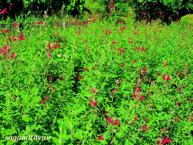 相模原麻溝公園 では チェリーセージ が舌形の真紅の花を 相模太夫の旅録 Tabi Log