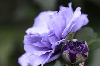 ムクゲ 紫玉 が咲いて全品種咲き揃った Ciel Bleu 青空
