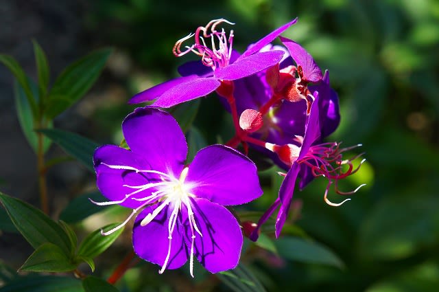 ノボタン コートダジュールとリトルエンジェル Hiroの花便り