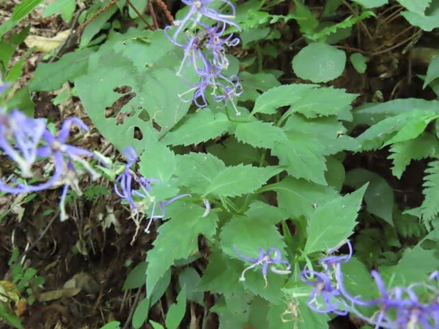 高ボッチ高原・鉢伏山の植物　シデシャジン（四手沙参）