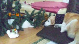 いたずらモー助