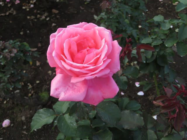 サーモンピンクを帯びたピンクのバラ 芳純 薔薇シリーズ 野の花 山の花