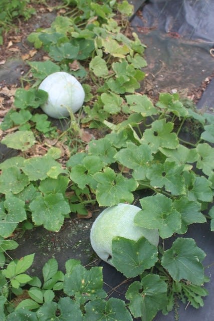 我が家の冬瓜 かもうり 日々の彩り 日々色直し