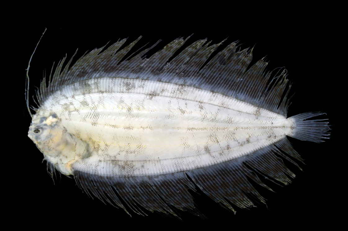 大きな仔魚 お魚三昧生活 大きな仔魚 お魚三昧生活