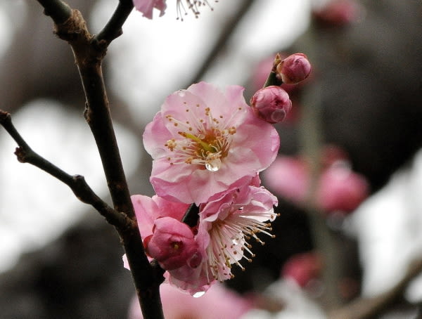 なかなか美しく 珍しい梅 守の浦 花の公園 俳句 ing なかなか美しく 珍しい梅 守の浦 花の公園 俳句 ing