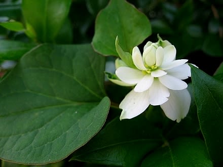 八重咲ドクダミ 白雪姫 苔玉ごろごろ だから苔想 道草めも 八重咲ドクダミ 白雪姫 苔玉ごろごろ だから苔想 道草めも