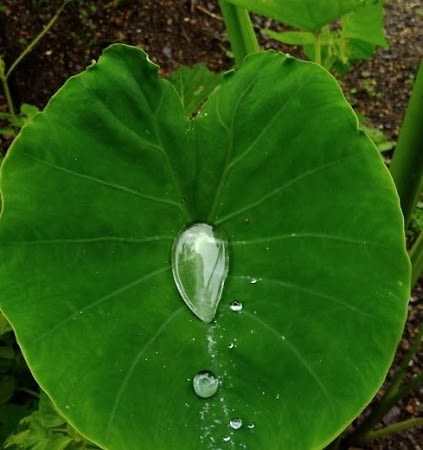 雨あがりの里芋の葉にのる水玉 ロータス効果 という 他の草木にも見られる水滴は 標高３３０ｍのモノローグ