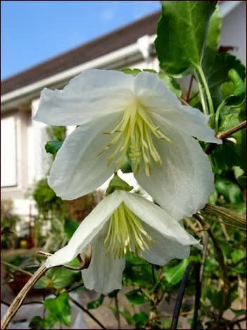 １２月の花 １ ジングルベル咲く 素敵なカルーナ 座敷わらし犬とうさぎガーデン