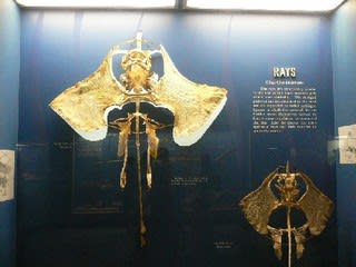 エイの骨 1 2 noryのジャイプル ワシントンdc日記