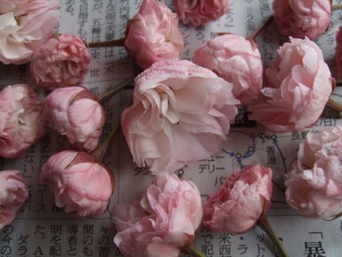 八重桜のつぼみ