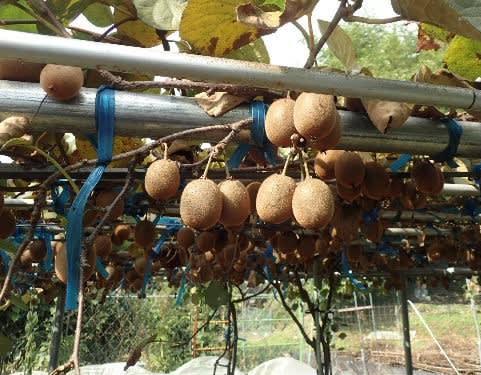 収穫したキウイフルーツを追熟 キウイが固い時に追熟する方法 りんごやバナナ等で甘く 柔らかくなる みどりの一期一会