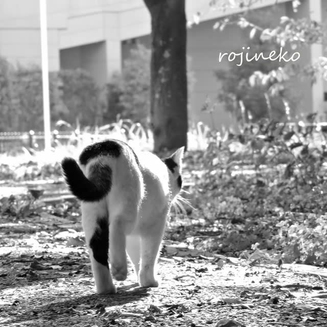 可愛いおしり 路地猫 Rojineko