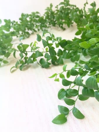 スマイラックス 花のある生活 スマイラックス 花のある生活