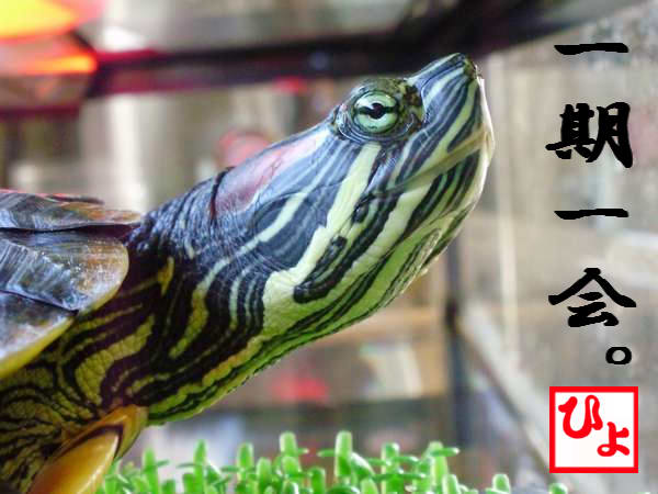 ヒョードル外伝 カメ飼い夫婦 カメ売り場でカメ飼いに遭遇するの巻 ミドリガメの雪国日記