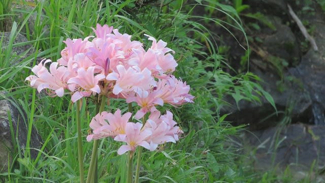 ヒガンバナによく似た花 ナツズイセン 四季折々