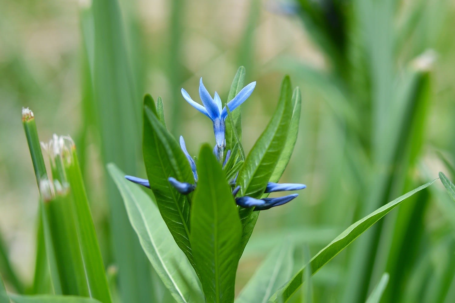 日本最級 山野草 絶滅危惧種 キリギシソウ 大株 mamia.ca