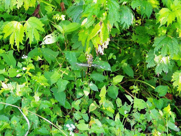 だいたい順番に夏休みの生き物 なんでもかんでも手帳 だいたい順番に夏休みの生き物 なんでもかんでも手帳