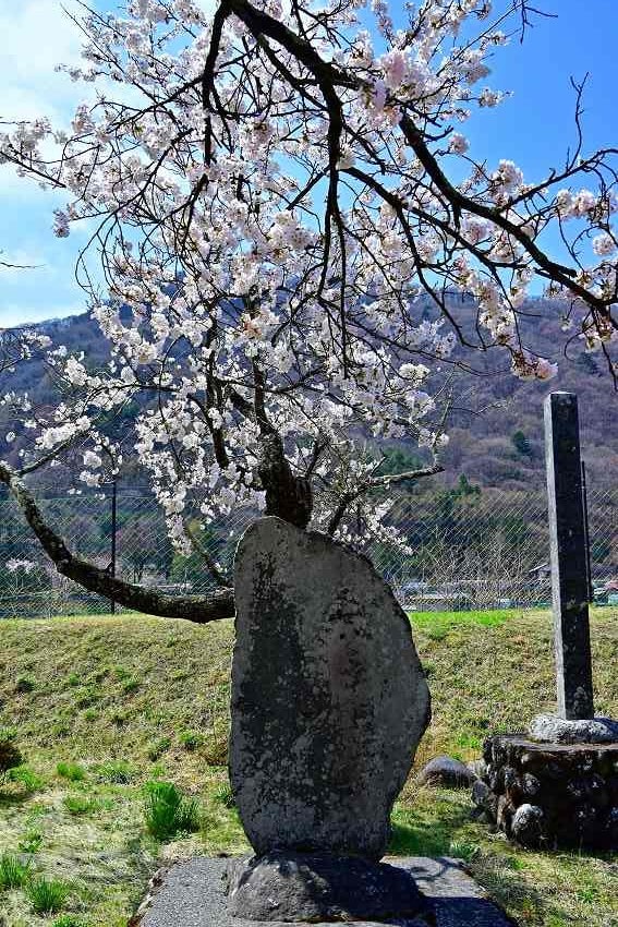 富士見町 明治天皇御野立所の桜 汀川神代桜 信州諏訪発気まぐれ親父のブログ