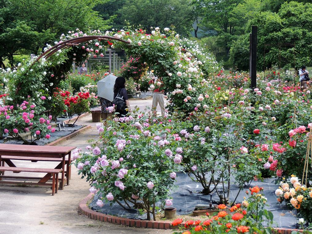 西山公園の薔薇園の画像