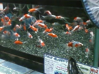 金魚大量入荷です ｐetｈouseｈobbyスタッフのブログ
